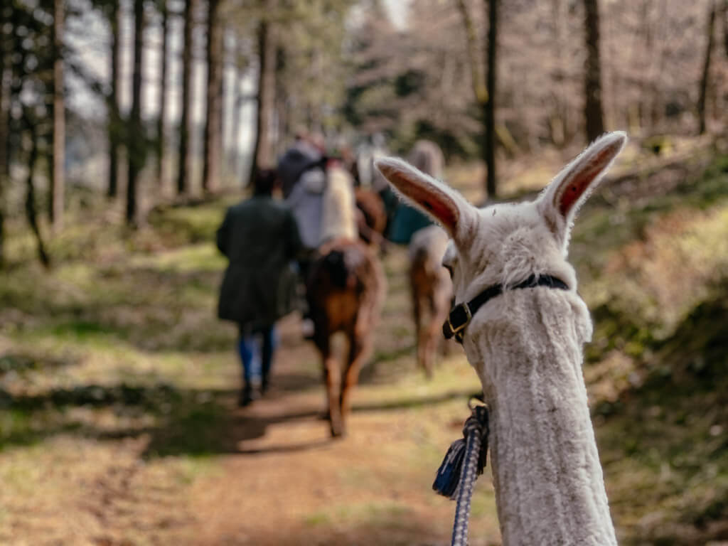Wandern mit Lamas im Frankenwald am D&ouml;braberg