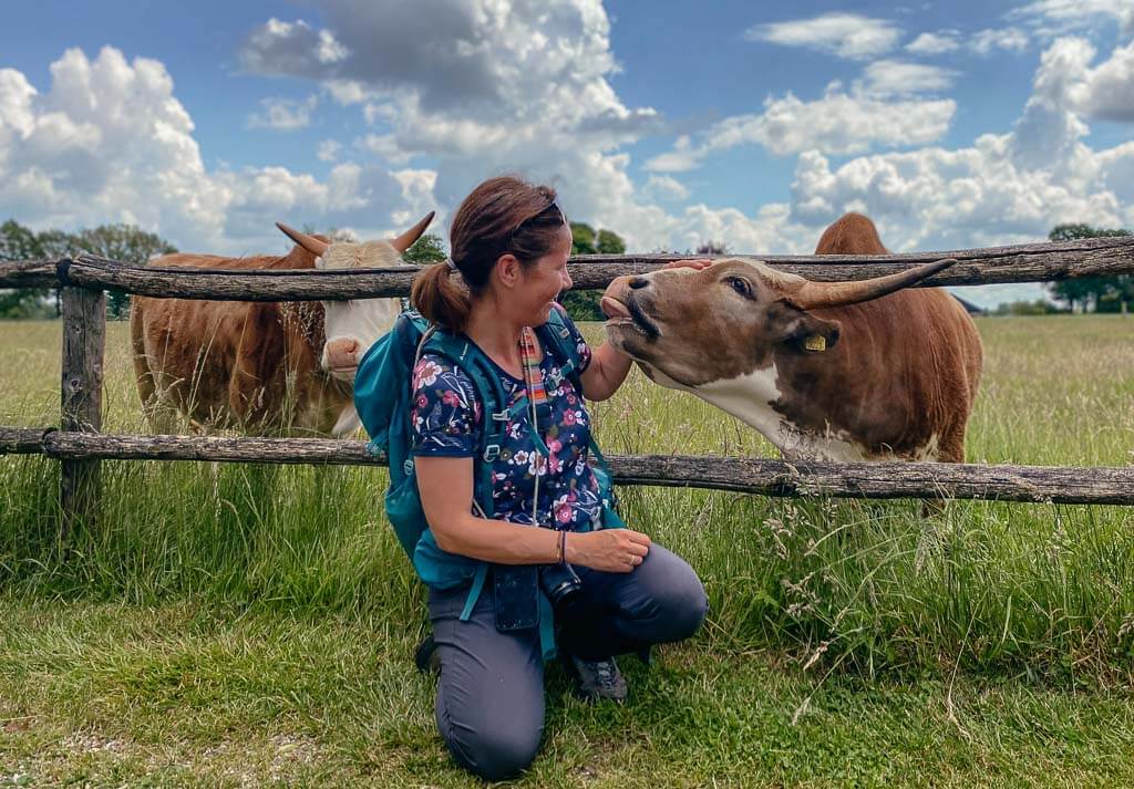 Couchflucht kuschelt mit K&uuml;hen beim Wandern in Achterhoek, Gelderland