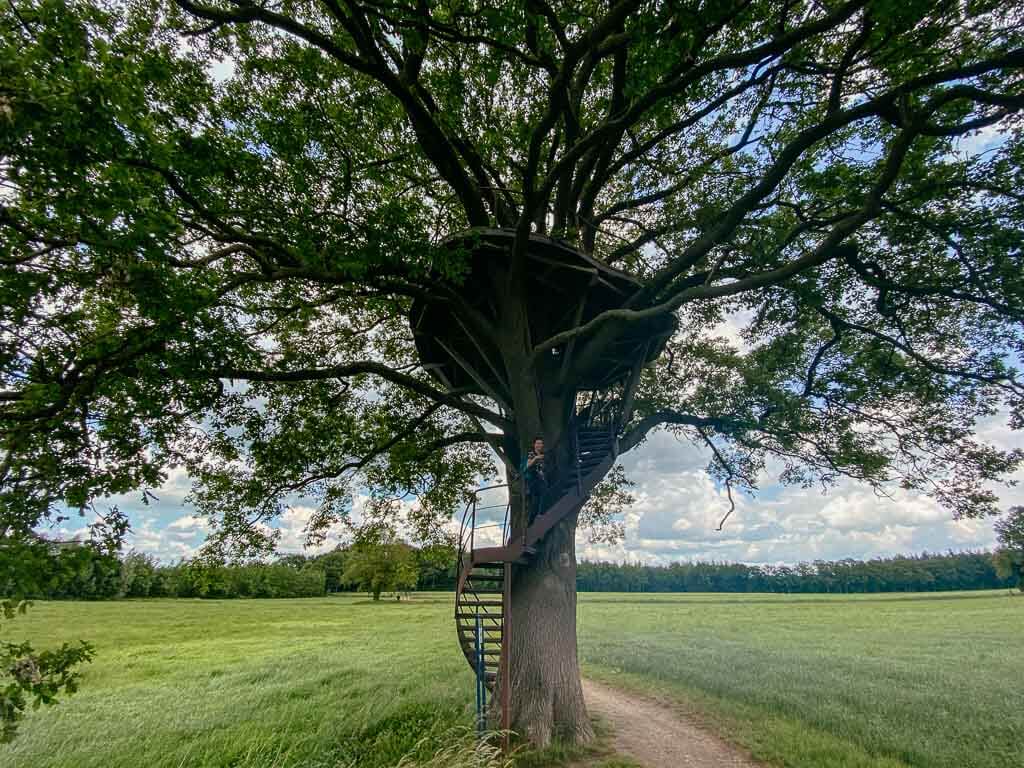 Baum mit Aussichtsplattform beim Wandern im Achterhoek auf dem Klompenpad Boereneschpad