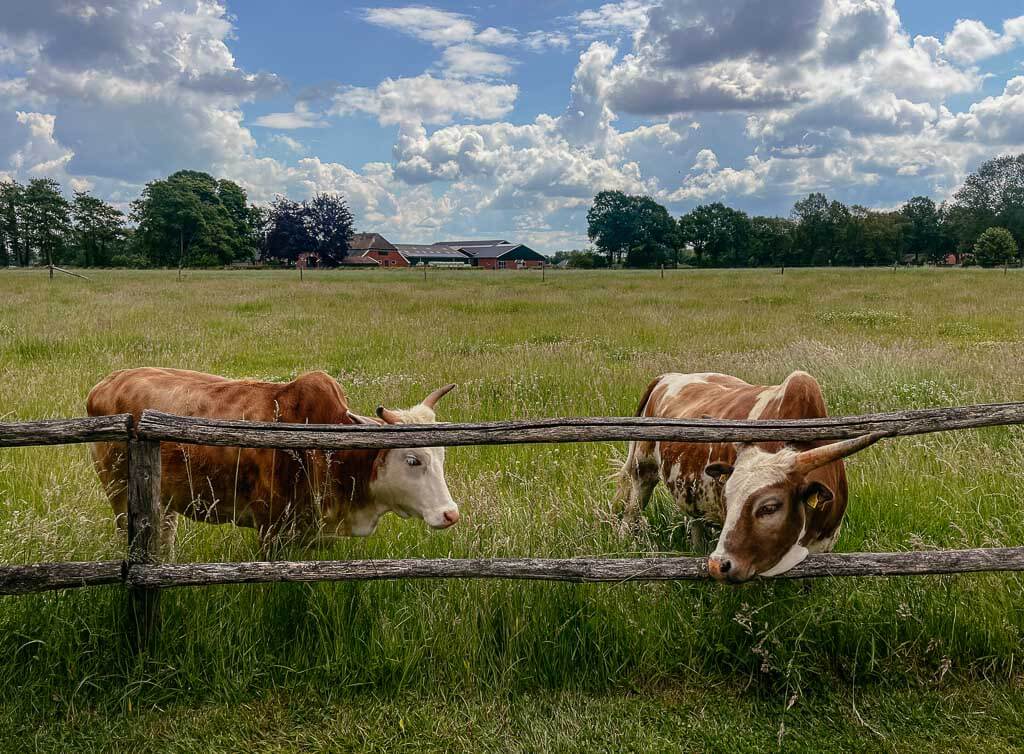 K&uuml;he in Achterhoek auf dem Klompenpad Boereneschpad