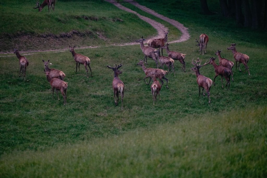 Masuren- Damwild Herde in Kosewo Górne