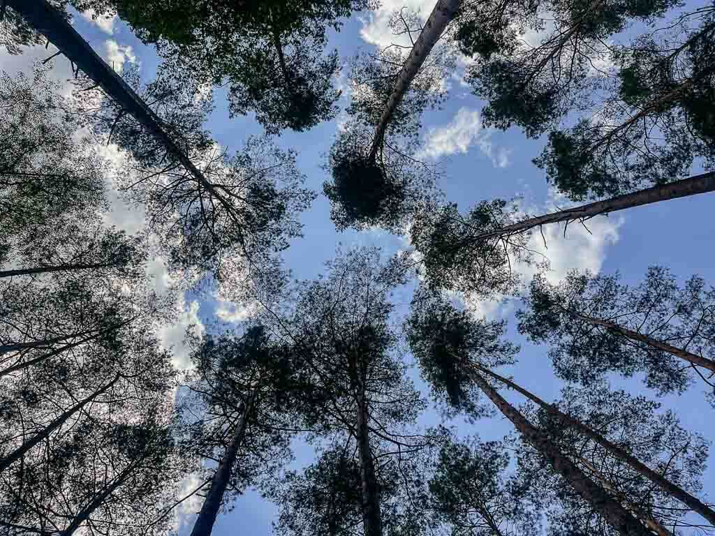 Masuren - Baumkronen von Kiefern im Naturreservat bei Krutyń