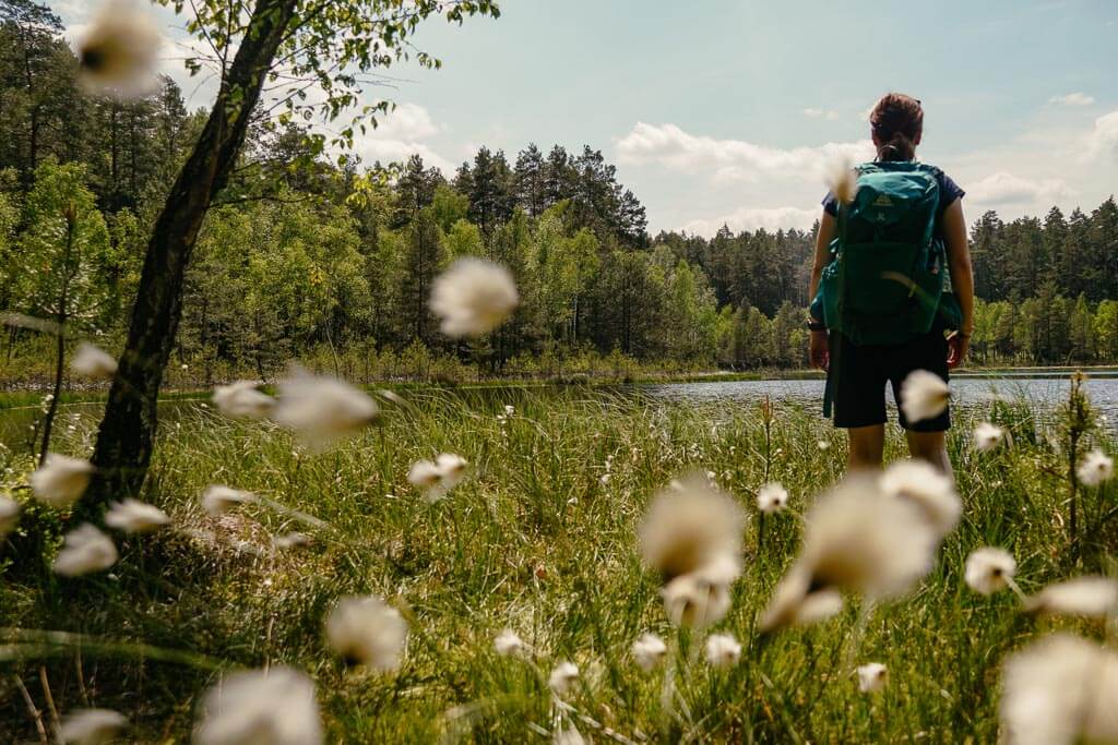 Masuren - Wollgras am Waldsee im Naturreservat bei Krutyn