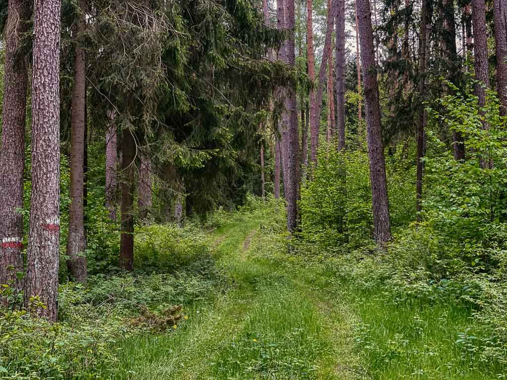 Masuren - Waldweg auf dem Ernst Wiechert Naturkundepfad bei Pierslawek