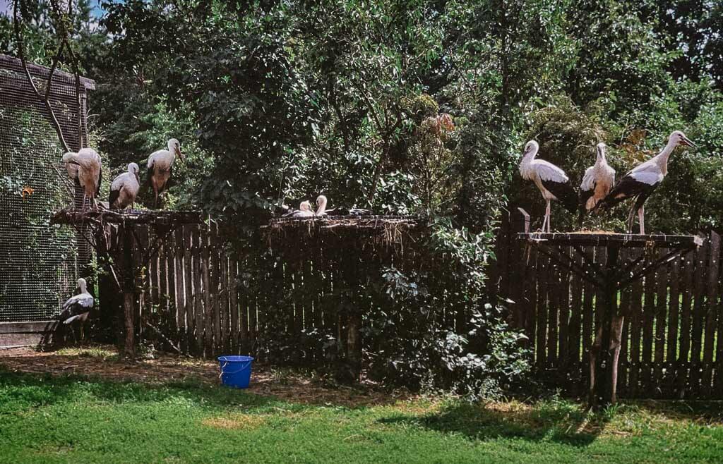 Störche in Krutyn im Rehabilitations-Zentrum