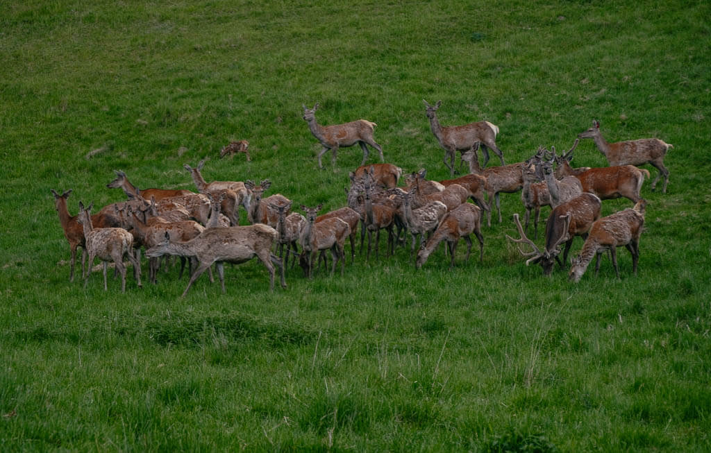 Masuren - Rotwildherde an der Hirschstation von Kosewo Górne
