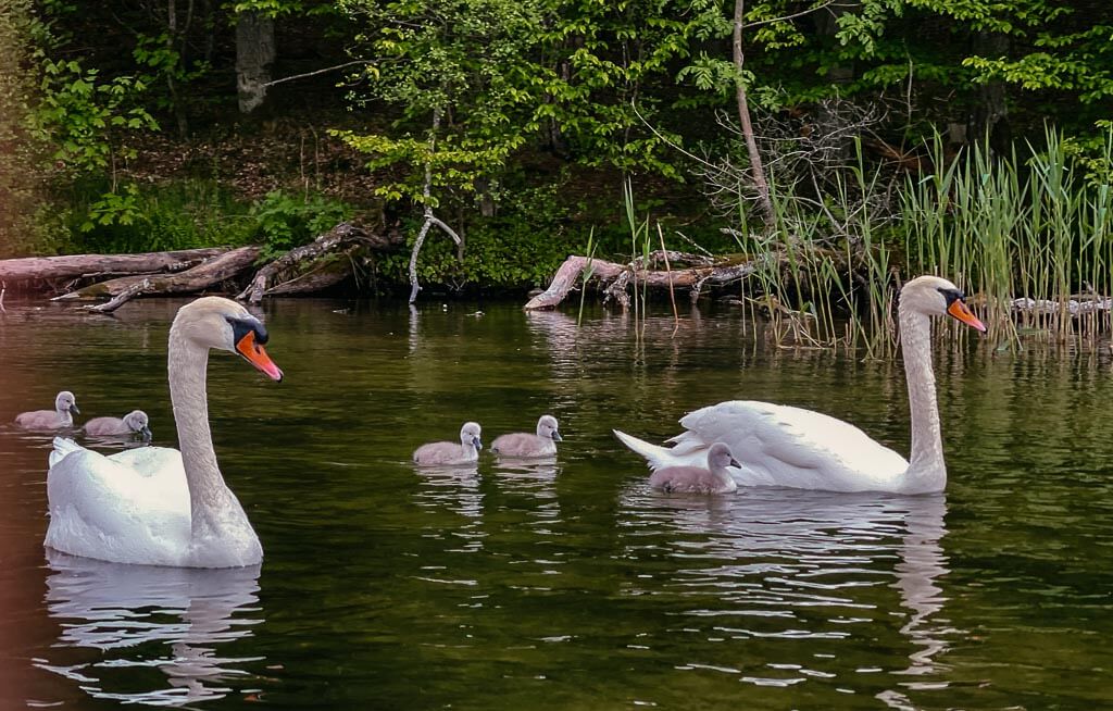 Schwanenfamilie auf der Krutynia in Masuren