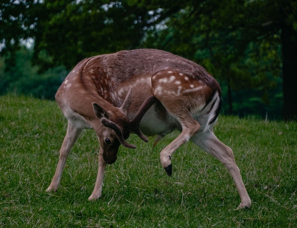 Masuren- Sikawild in Kosewo Górne in der Hirschstation