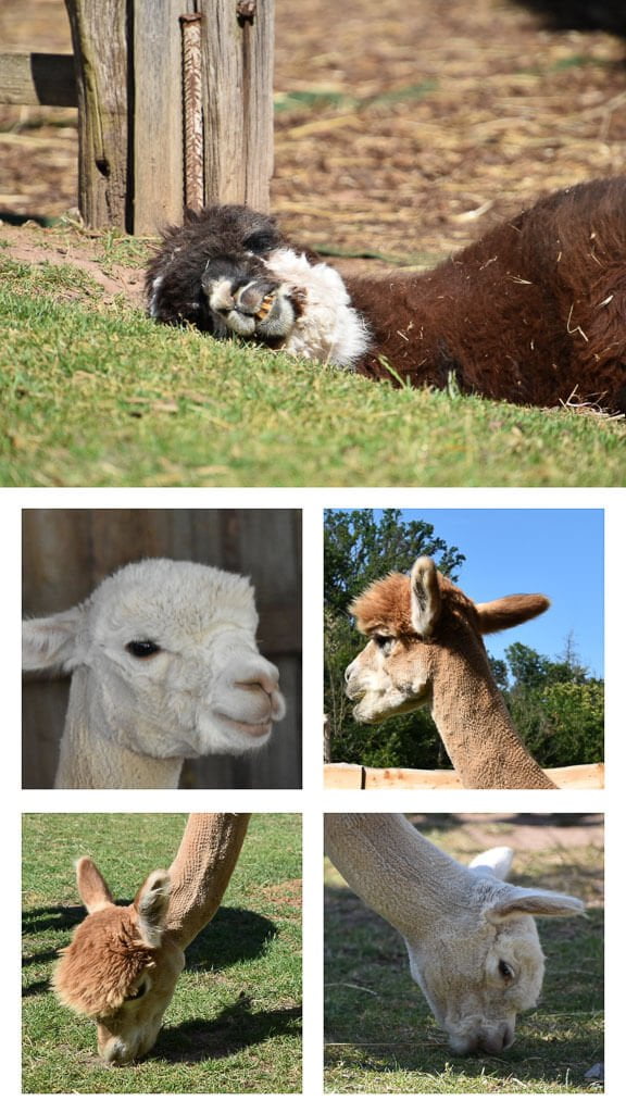 Wandern mit Sonnenschein Alpakas in der Saale Unstrut Region