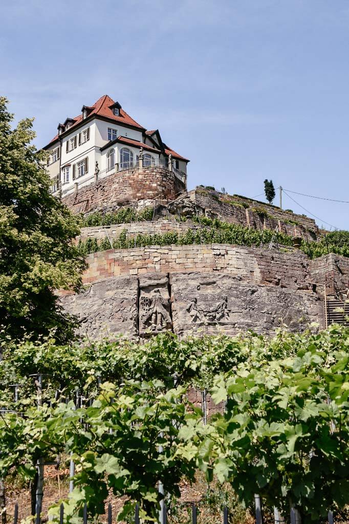 Max-Klinger-Weinberg in der Saale Unstrut Region