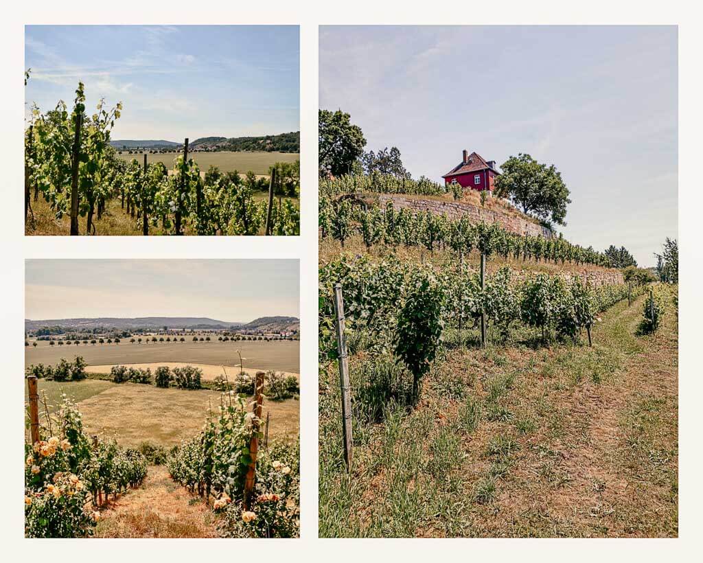 Weinberge in der Saale Unstrut Region