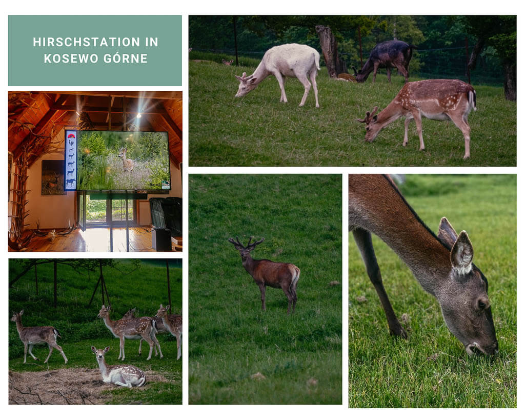 Masuren - Hirsche und Damwild an der Hirschstation von Kosewo Górne
