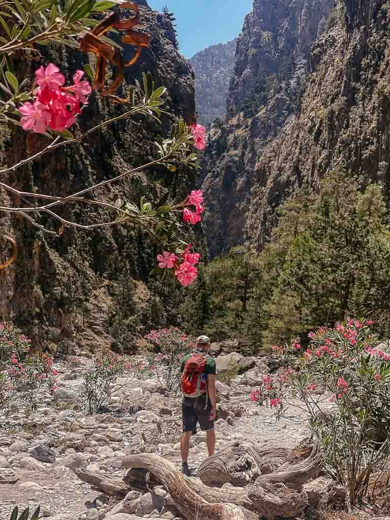 Kretas Schluchten - Bl&uuml;hender Oleander in der Samaria Schlucht