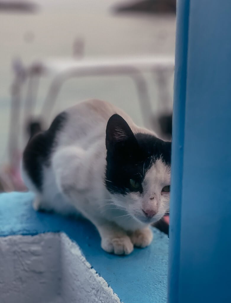 Katze in Loutro, Kreta