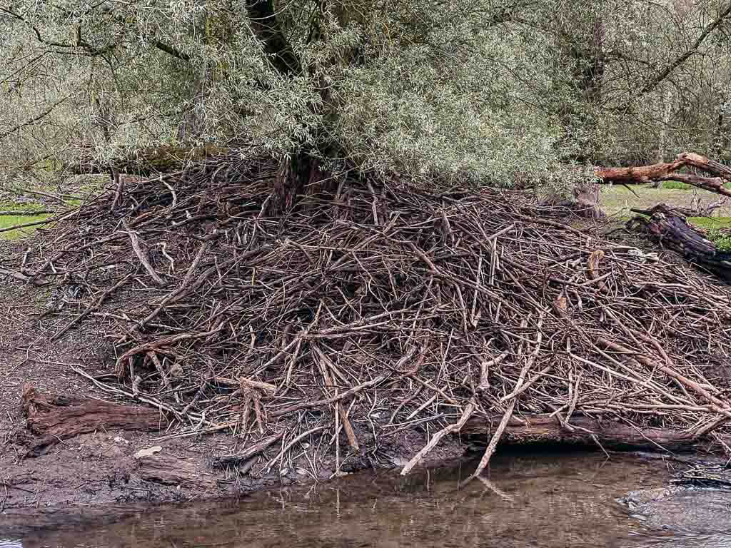 Qualit&auml;tsregion - Biberbau im Naturschutzgebiet Diemelsee