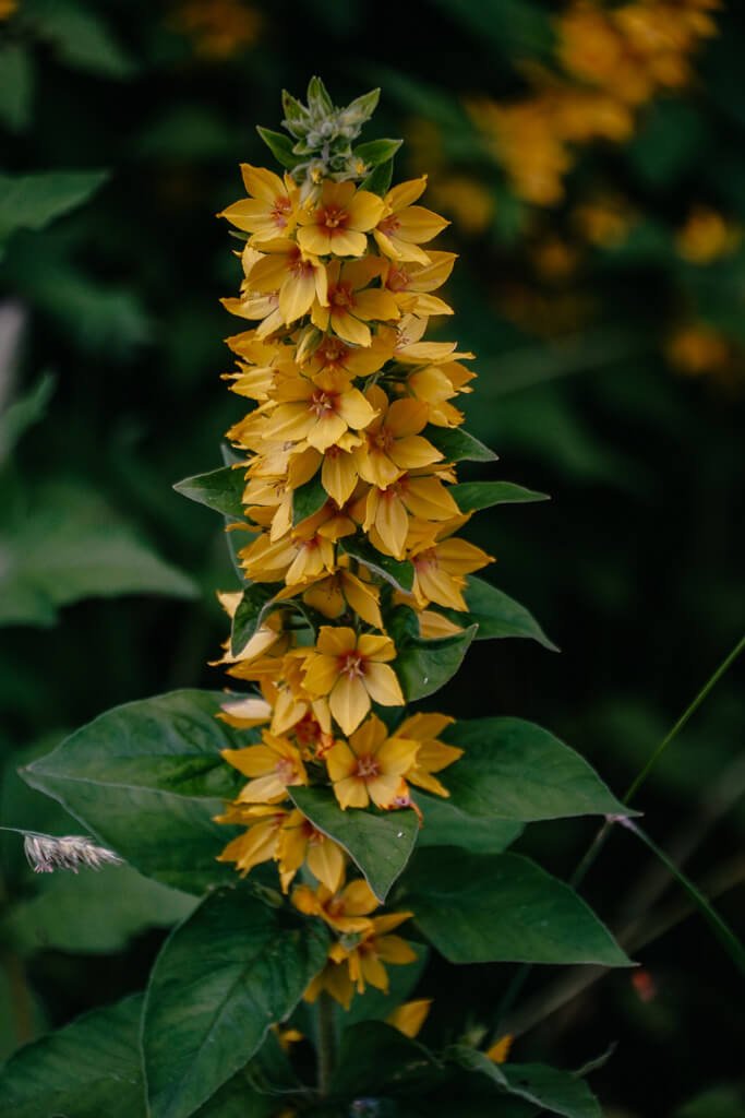 Blumenpracht am Wegesrand beim Wandern auf dem Rothaarsteig in den Sauerland-Wanderd&ouml;rfern
