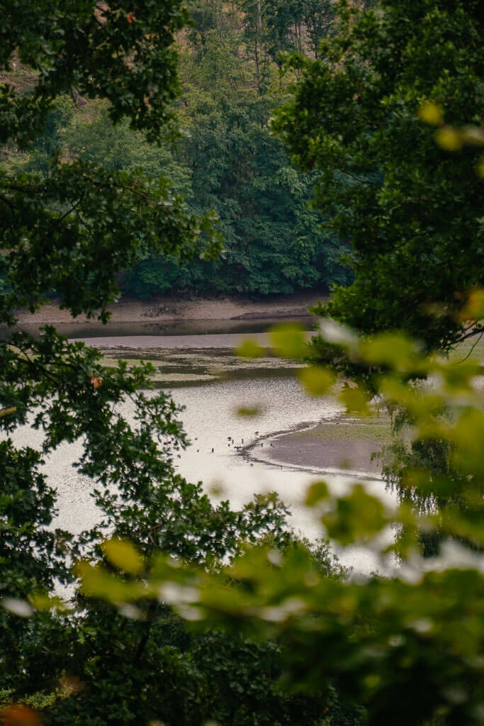 Qualit&auml;tsregion - Naturschutzgebiet Diemelsee mit Wasserv&ouml;geln im Sauerland