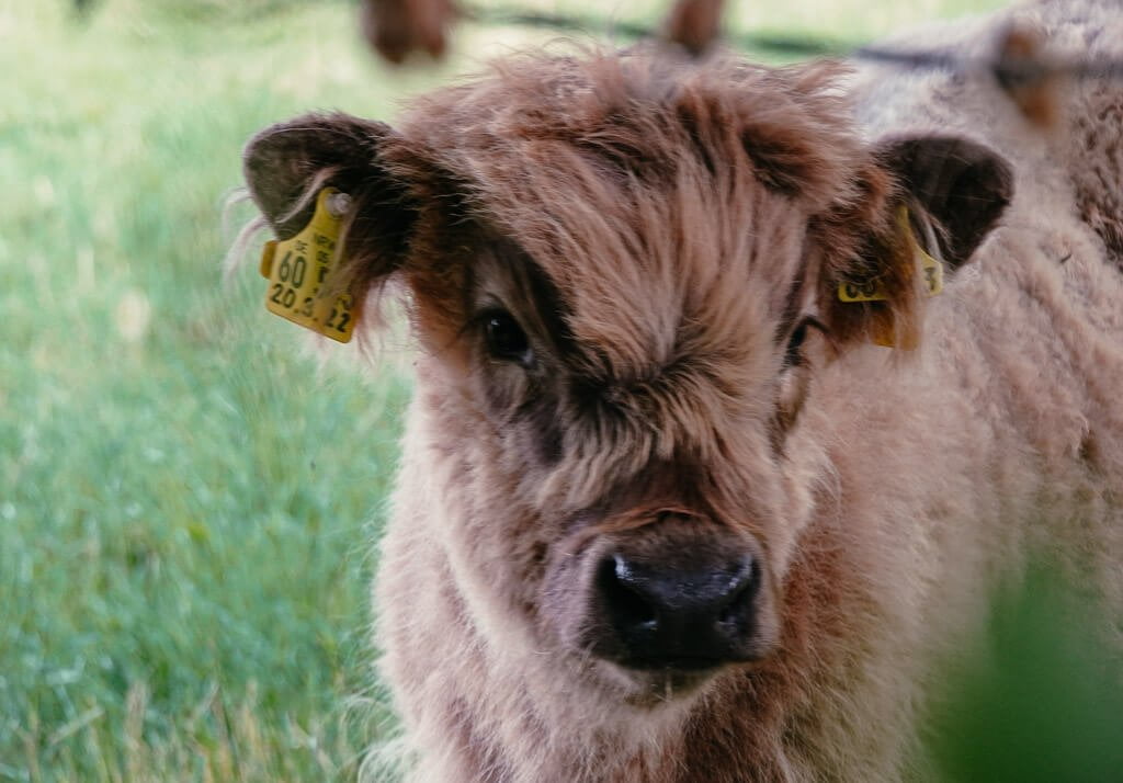 Schottisches Hochlandvieh Kalb bei Brilon im Sauerland
