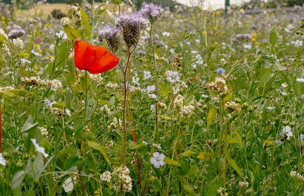Wildblumenwiese beim Wandern auf dem Veischeder Sonnenpfad