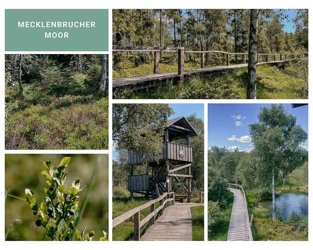 Mecklenbrucher Moor - Wandern in der Solling-Vogler-Region