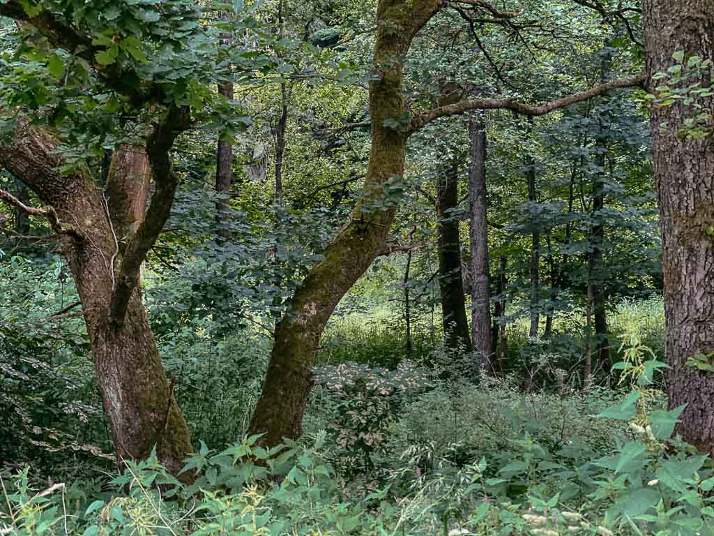 Eichenwald im Hutewald der Solling-Vogler-Region
