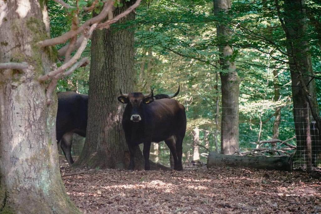Heckrind im Hutewald der Solling-Vogler-Region