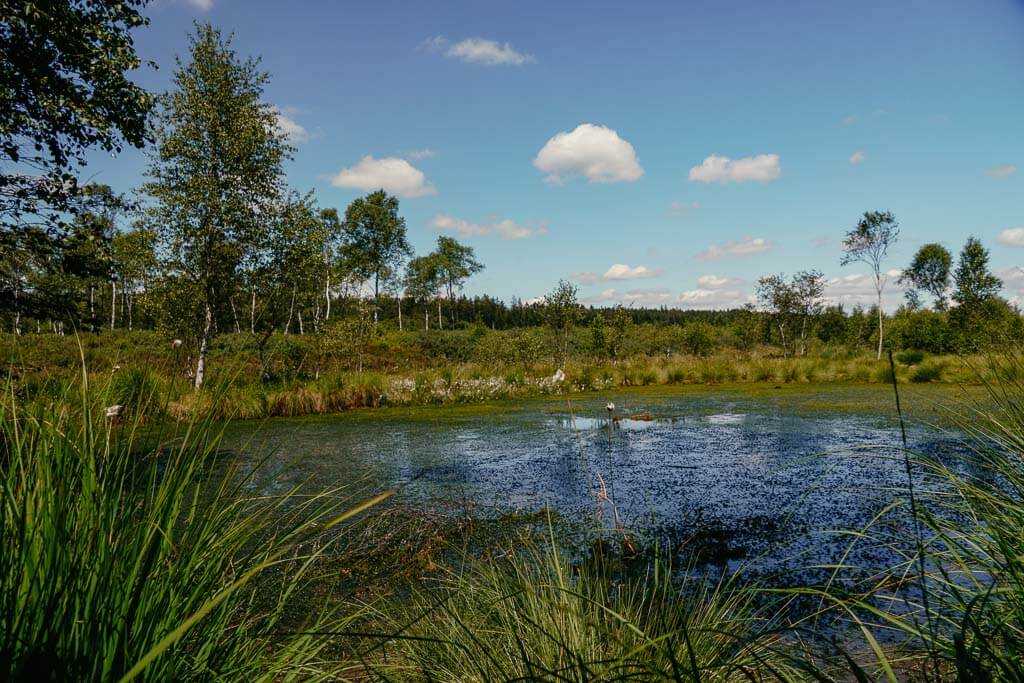 Qualit&auml;tsregionen - See im Hochmoor Mecklenbruch in der Solling-Vogler-Region