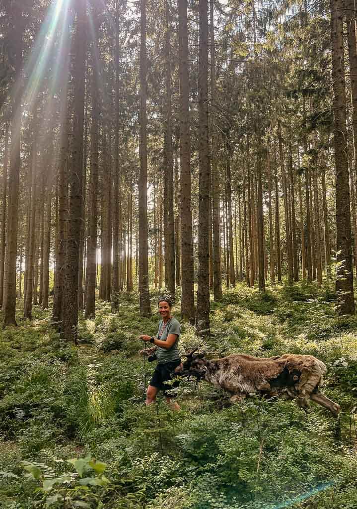 Qualit&auml;tsregion - Wanderung mit Rentier in der Solling-Vogler-Region