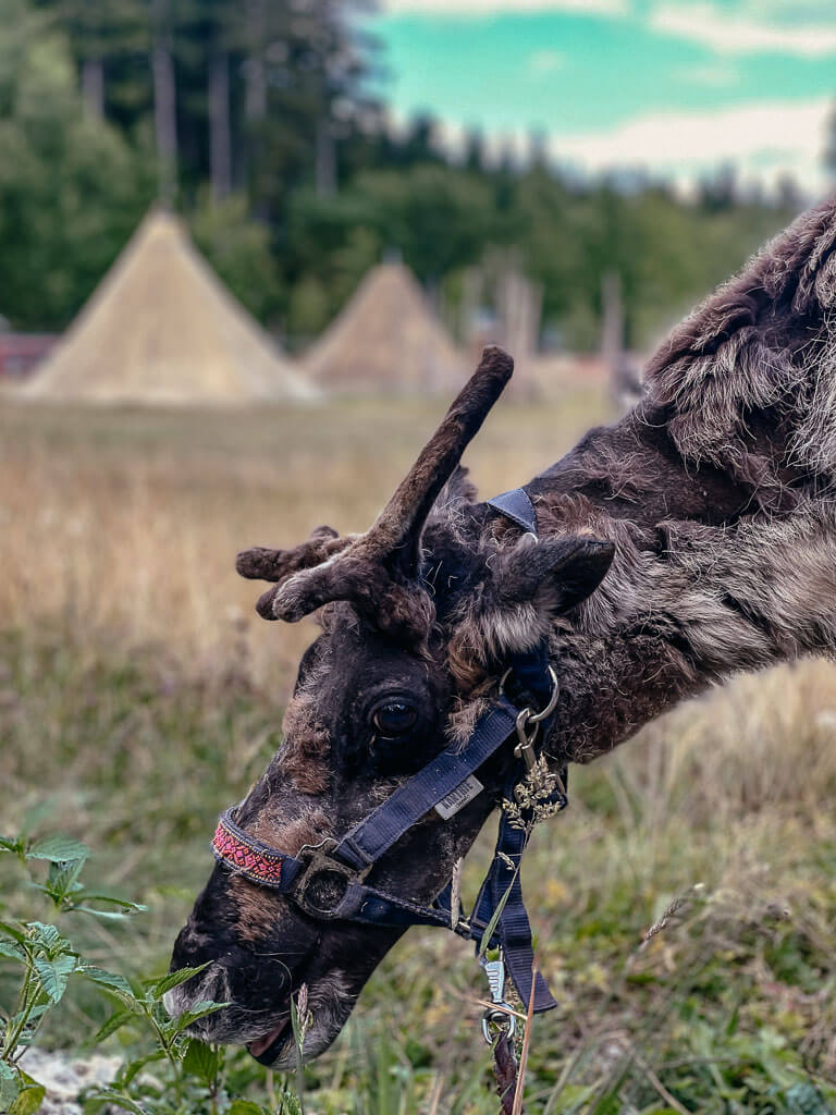 Qualit&auml;tsregion - Rentier auf der Wildnisfarm in Silberborn in der Solling-Vogler-Region