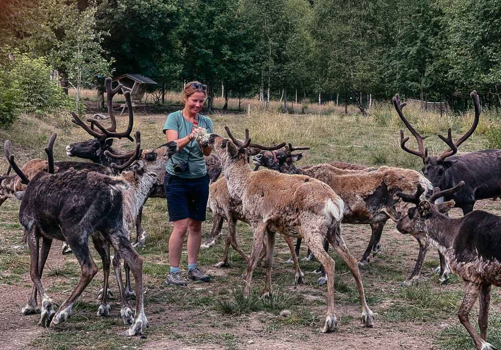 Couchflucht mit Rentieren auf der Wildnisfarm in Silberborn in der Solling-Vogler-Region