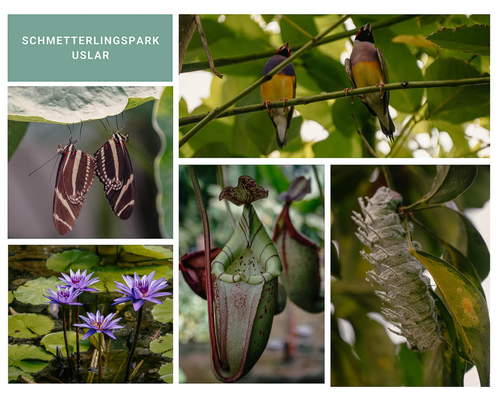 Schmetterlingspark Uslar in der Solling-Vogler-Region
