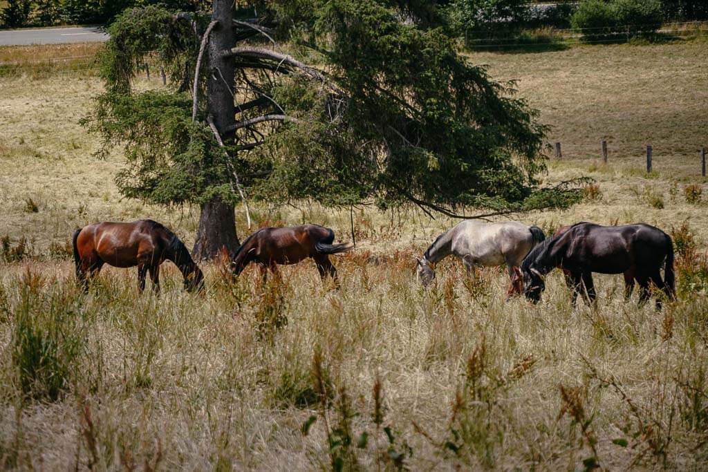 Trakehner-Pferde in der Solling-Vogler-Region