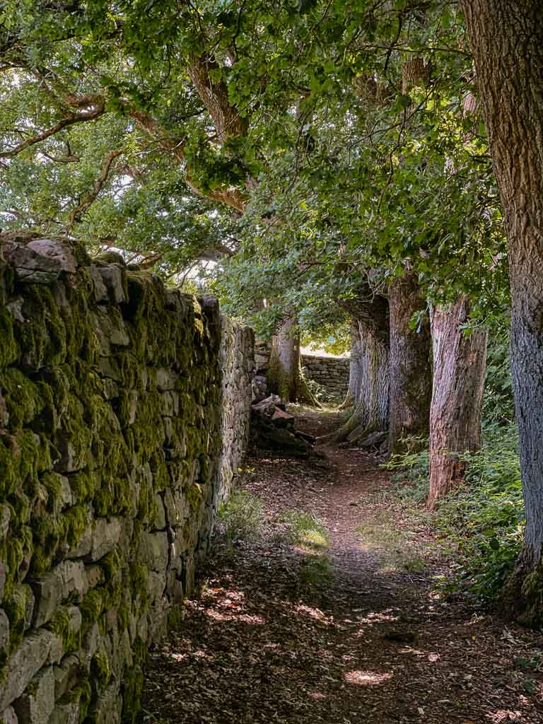 Solling Vogler Region - Historische Trockenmauern auf dem Wanderweg Sollingh&ouml;hen