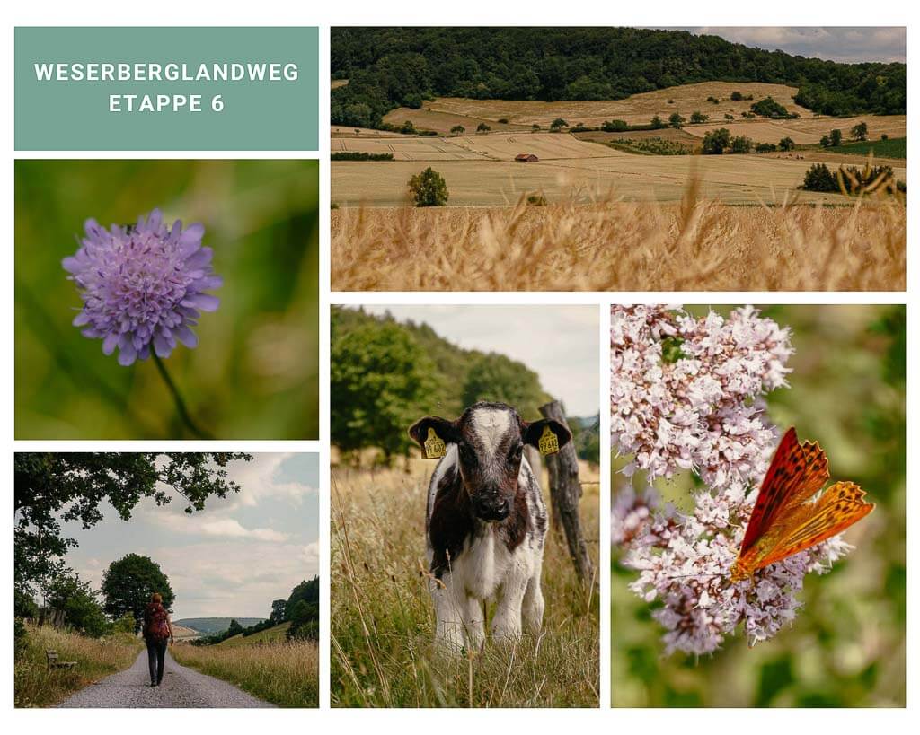 Wandern in der Solling-Vogler-Region auf der sechsten Etappe vom Weserberglandweg