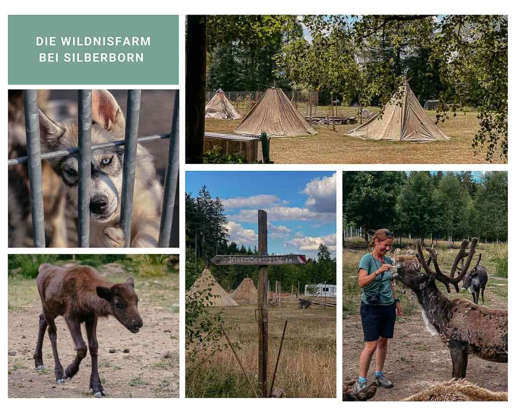 Wikldnisfarm mit Rentieren und Huskies in der Solling-Vogler-Region