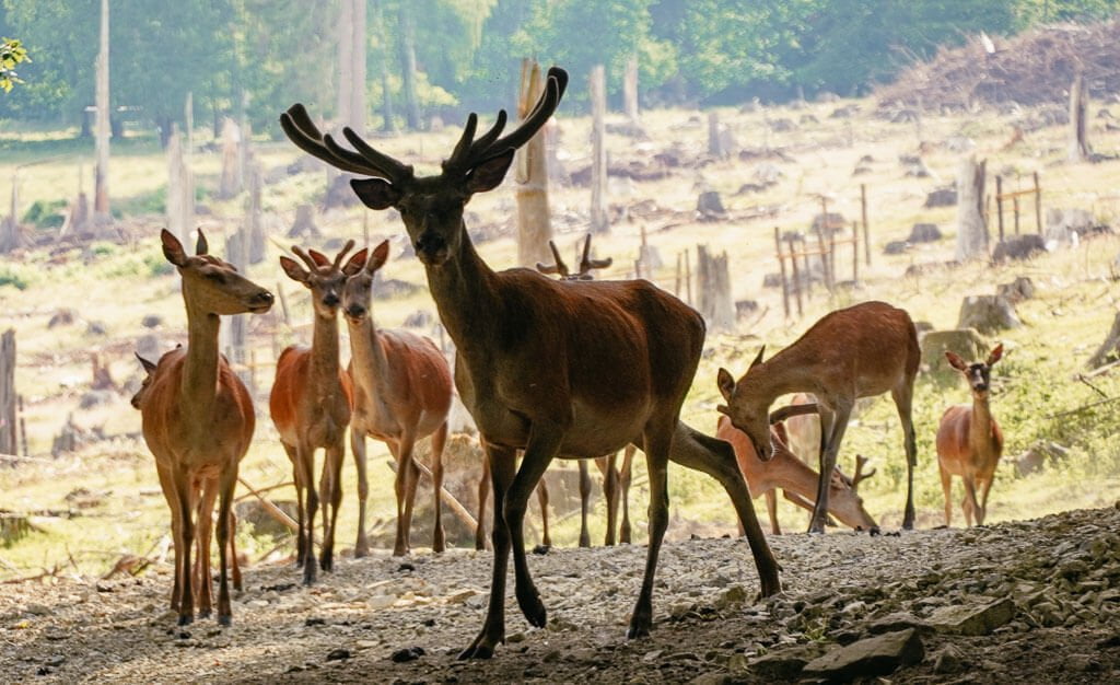Solling-Vogler-Region - Wild im Wildpark Neuhaus