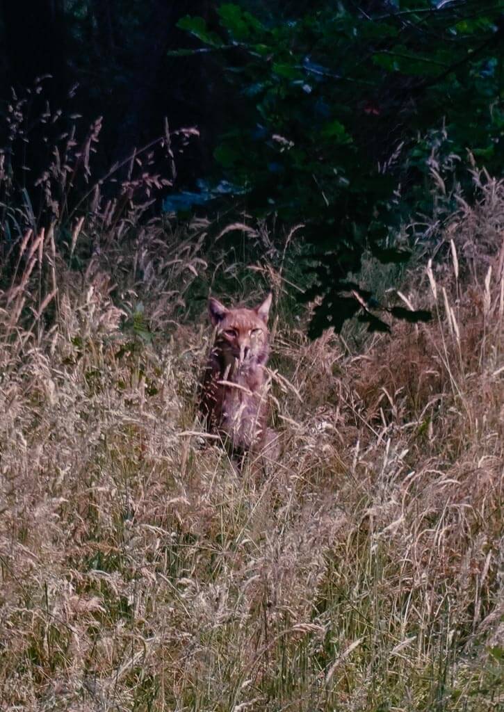 Luchs im Wildpark Neuhaus in der Solling-Vogler-Region