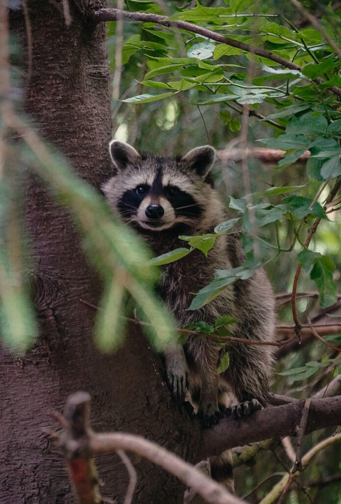Waschb&auml;r im Wildpark Neuhaus in der Solling-Vogler-Region