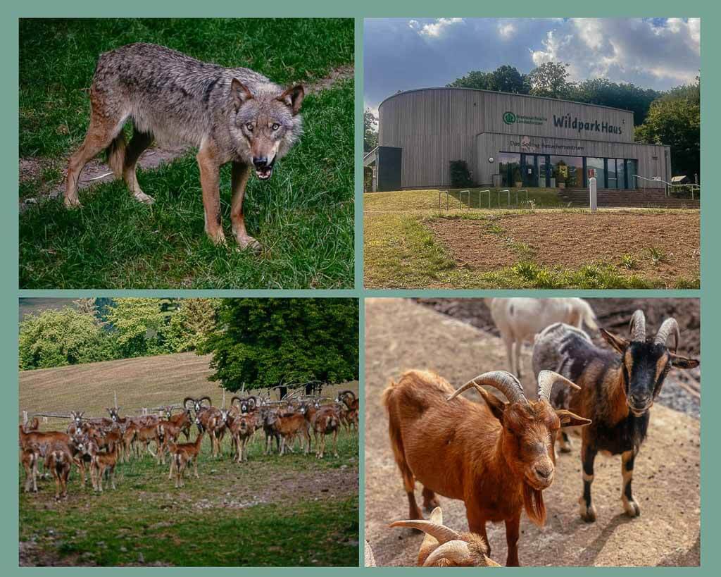 Wildpark Neuhaus in der Solling-Vogler-Region