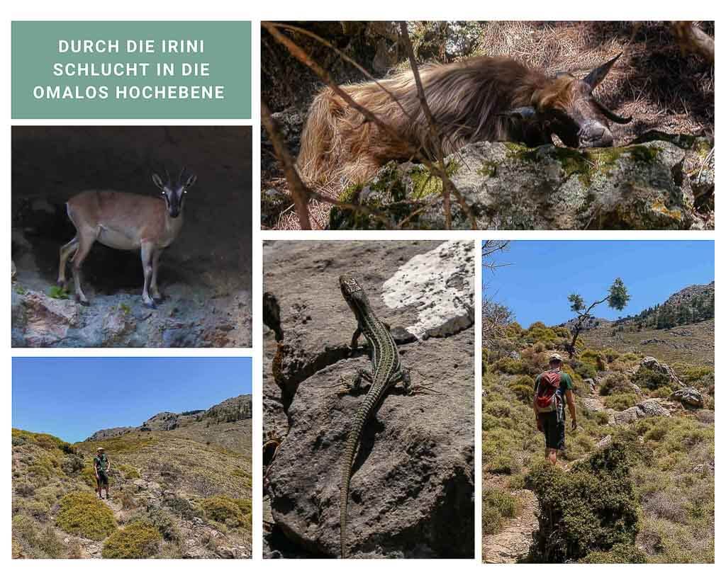 Kretas Schluchten - Wanderweg durch die Irini Schlucht auf die Omalos Hochebene