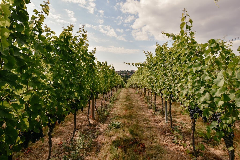 Dresden-Wandern-Weinberg