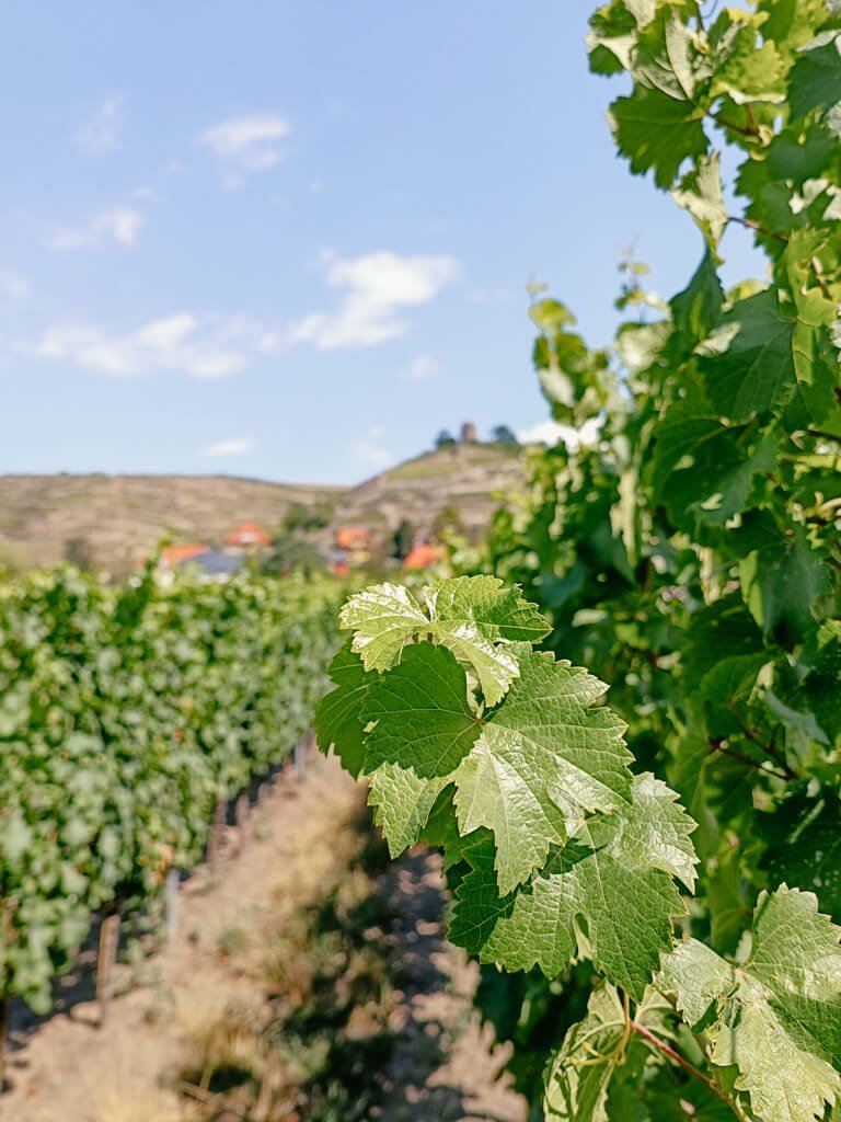 Dresden-Wandern-Saechsischer Weinwanderweg