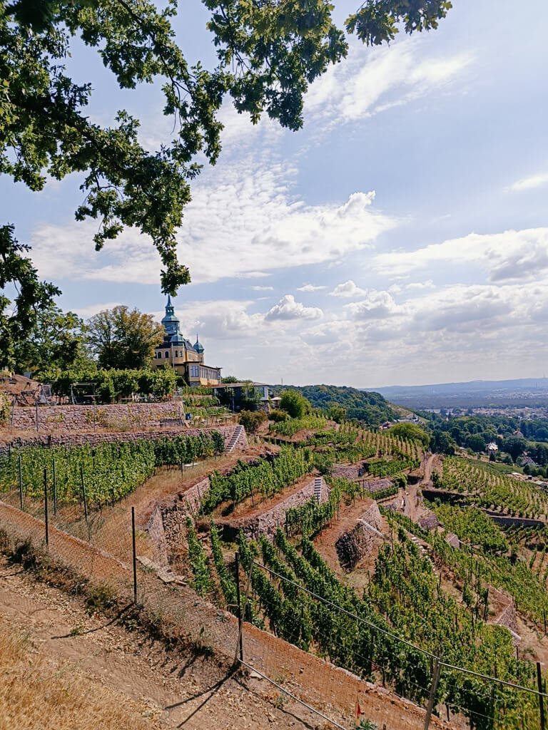 Dresden-Wandern-Saechsischer Weinwanderweg