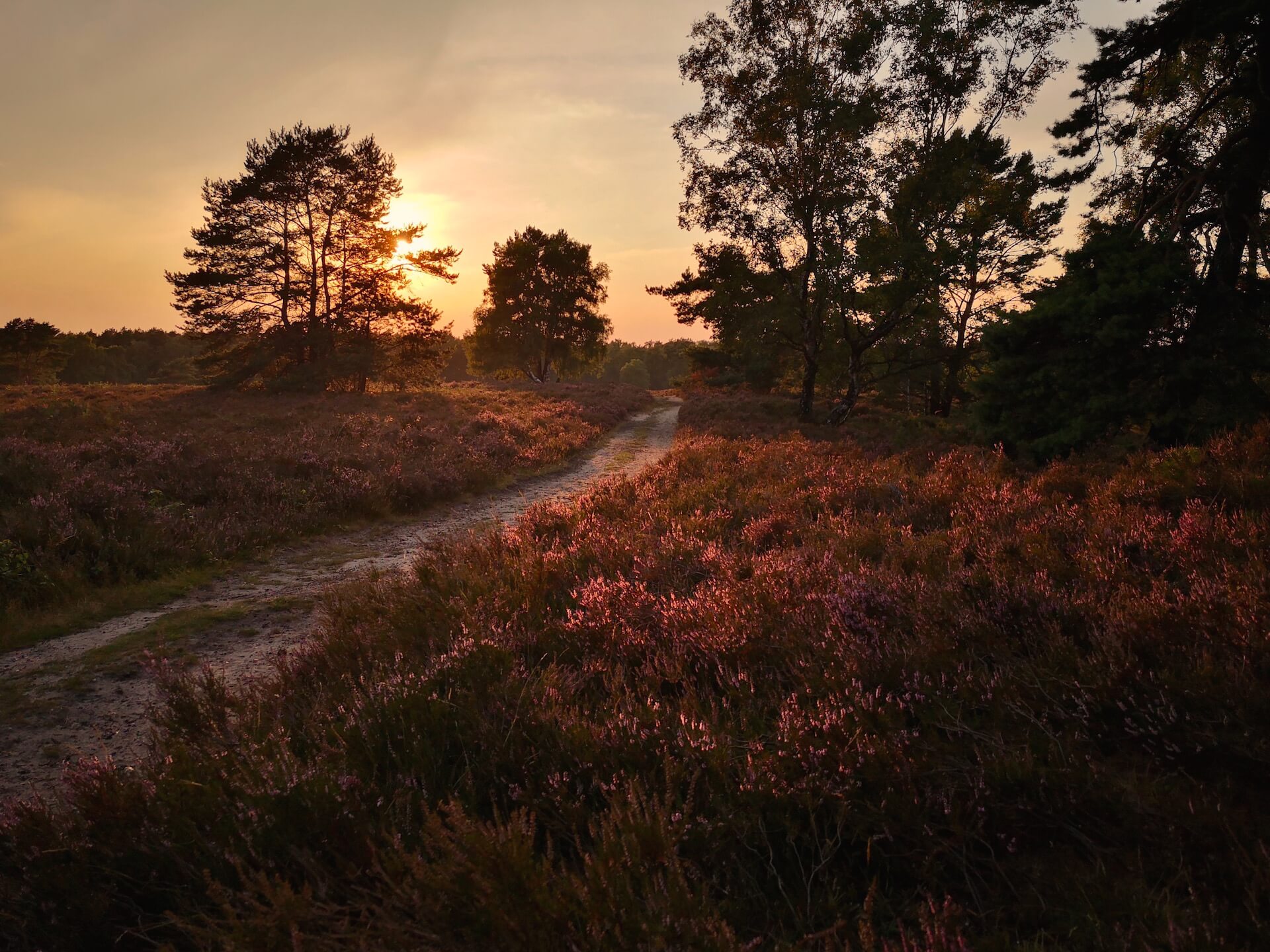 Heidschnuckenweg - Sonnenuntergang beim Wandern in der Fischeier Heide