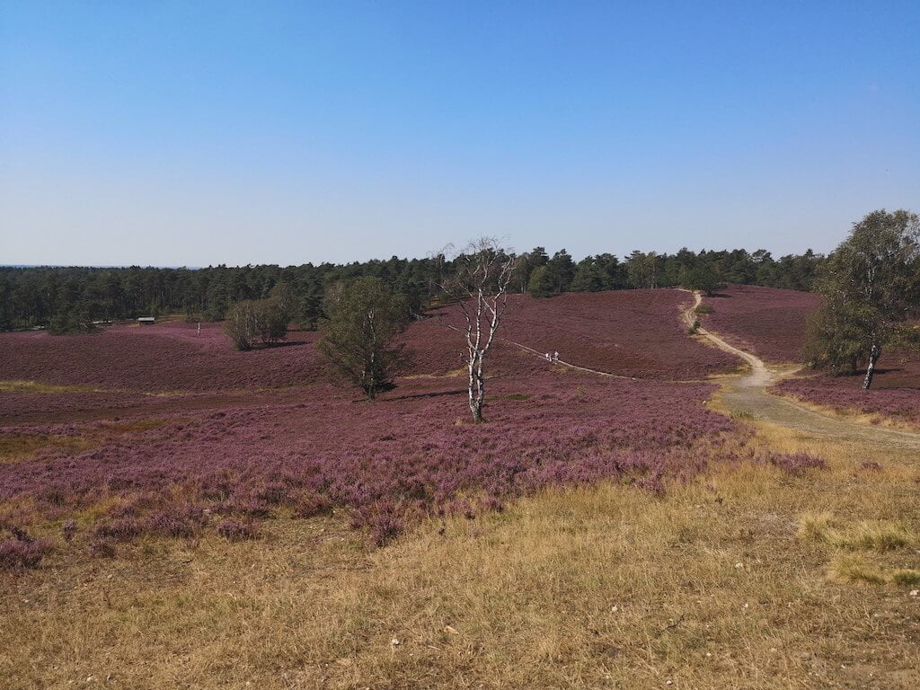 L&uuml;neburger Heide - Ausblick vom Brunsberg auf dem Heidschnuckenweg