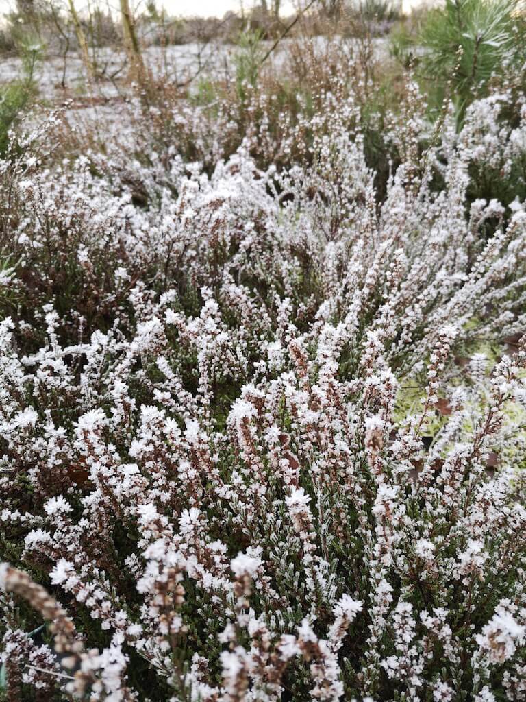 Frostige Heide im Winter auf dem Heidschnuckenweg