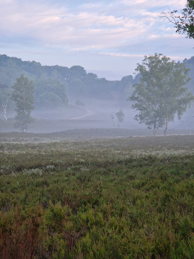 Fr&uuml;hnebel morgens auf dem Heidschnuckenweg in der L&uuml;neburger Heide