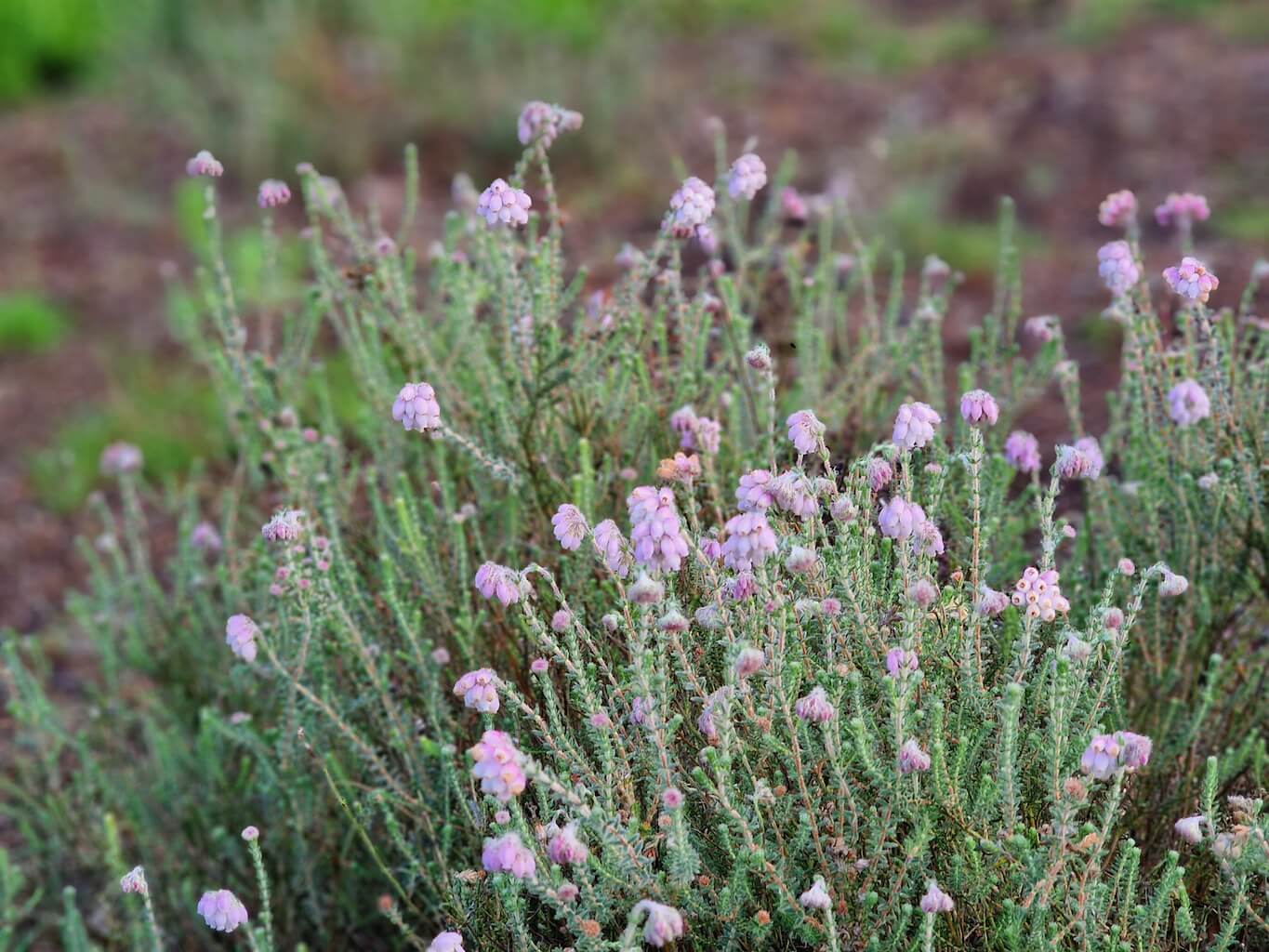 Bl&uuml;hende Glockenheide auf dem Heidschnuckenweg in der L&uuml;neburger Heide