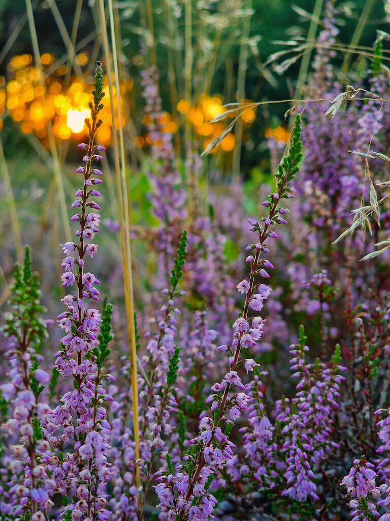 Abendstimmung inmitten der Heidebl&uuml;te auf dem Heidschnuckenweg