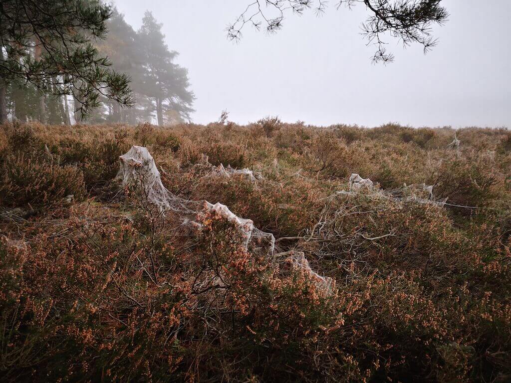 Spinnweben in der L&uuml;neburger Heide im Nebel